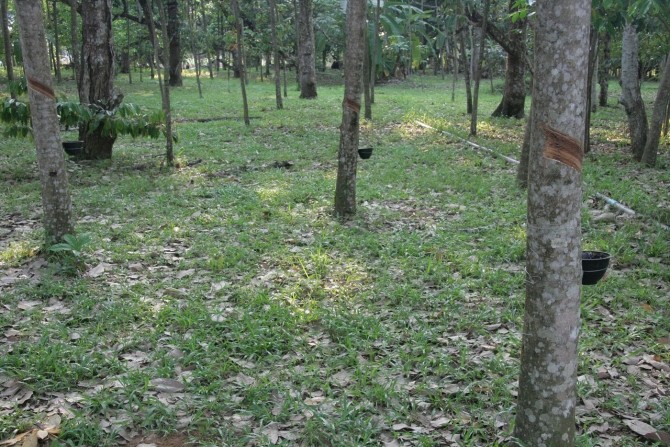 IMG_2025 Arbori de cauciuc, pe Koh Chang (Insula Elefant), Thailanda