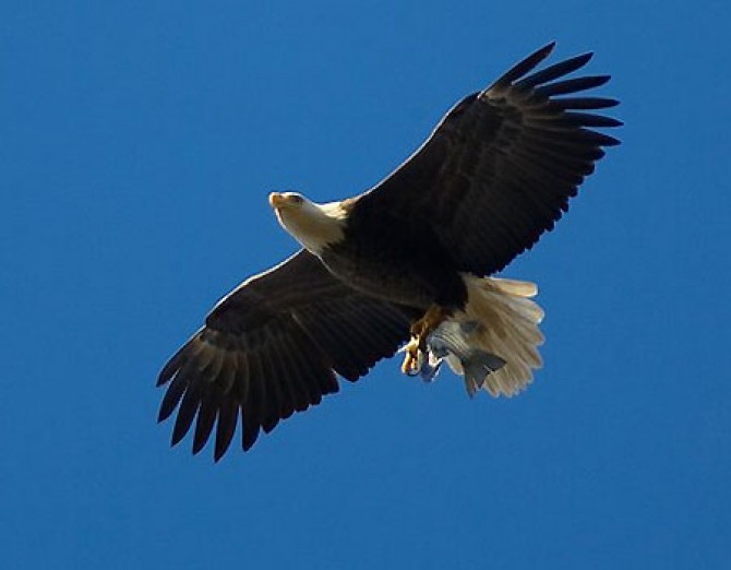 eagle bass blad eagle central park