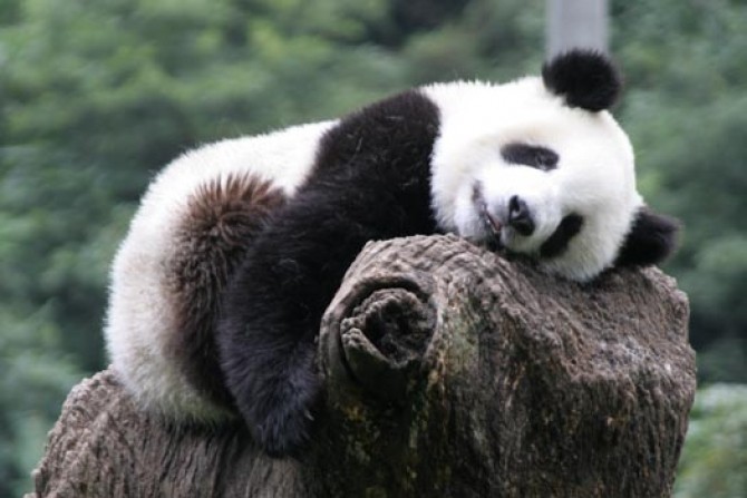 panda dormind pe un bustean