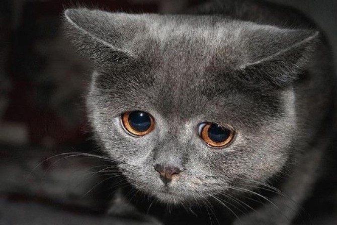pisica trista