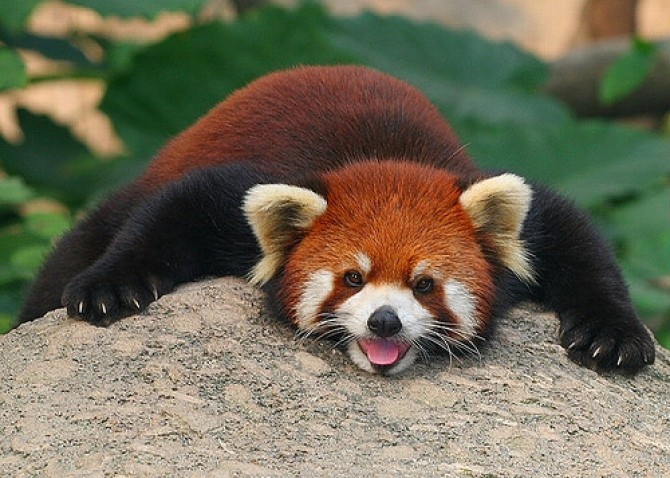 Panda Rosu