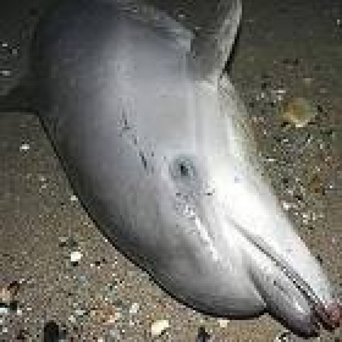 delfin esuat pe plaja