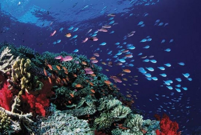 Marea Coralilor Australia