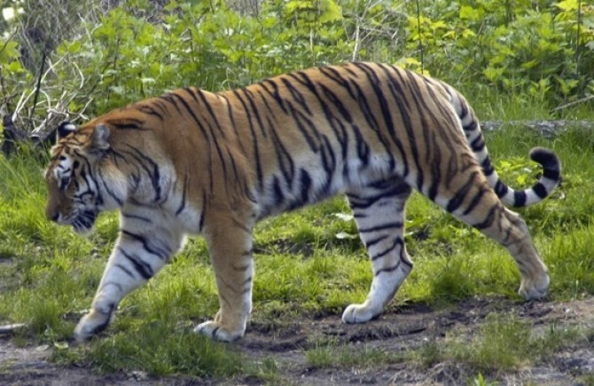 tigru