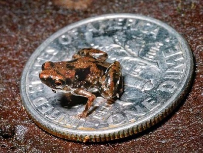 tinest-frog-new-species-paedophryne-amauensis-46802-600x450