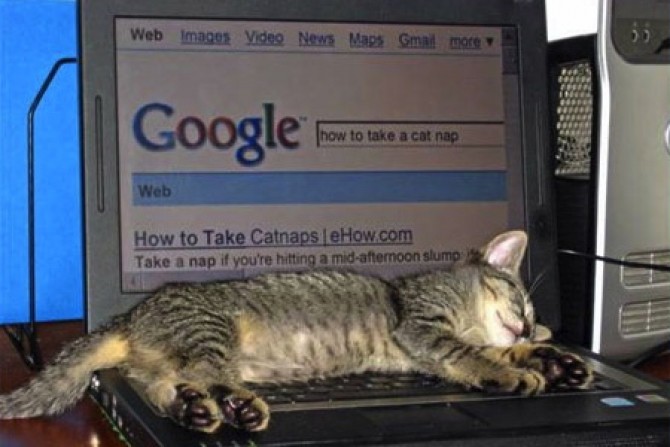 google-and-cat