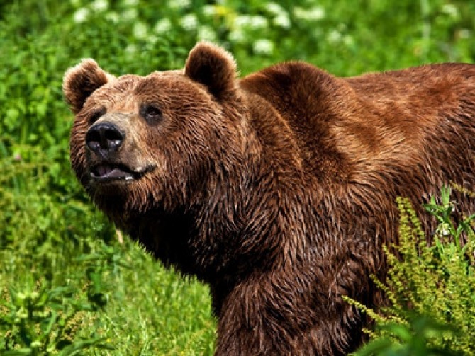 Ursul Dâmbovița