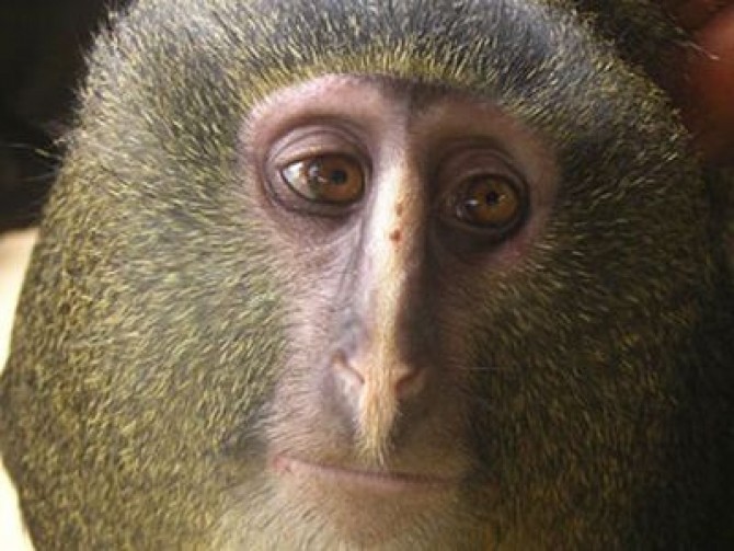 A new species of monkey known locally as the lesula
