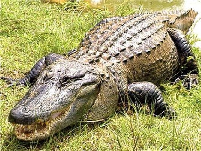Aligator - Foto cu caracter ilustrativ