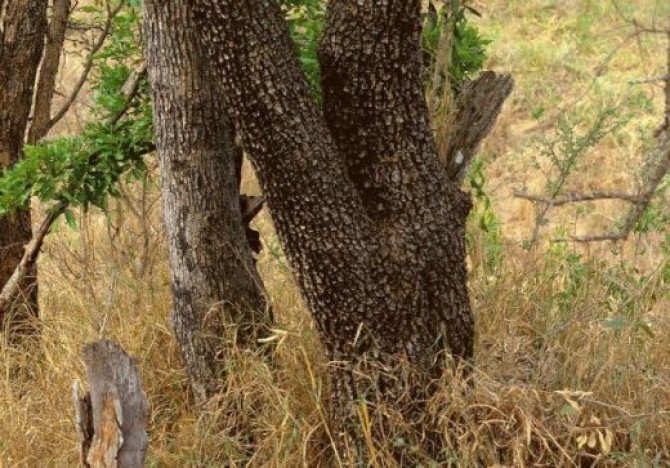 Leopard Camuflat