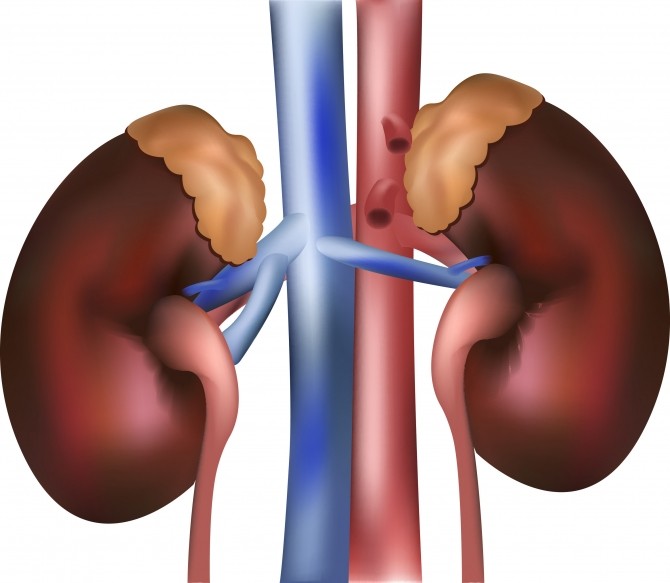 Kidneys-and-adrenal-glands dc