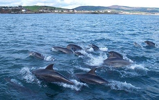 dolphin-group