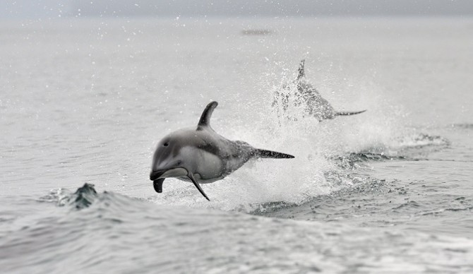 Ukrainian-Attack-Dolphins-On-The-Loose