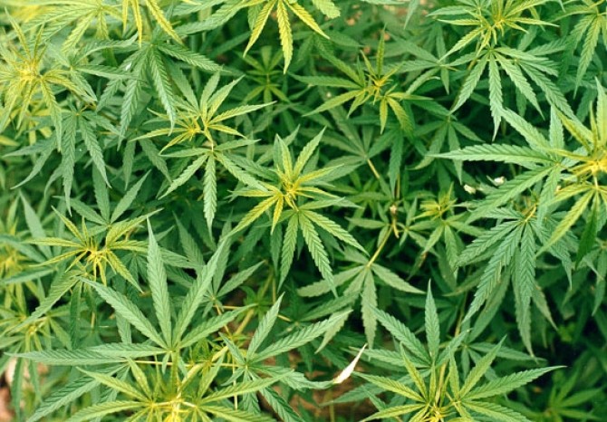 Plantație cannabis