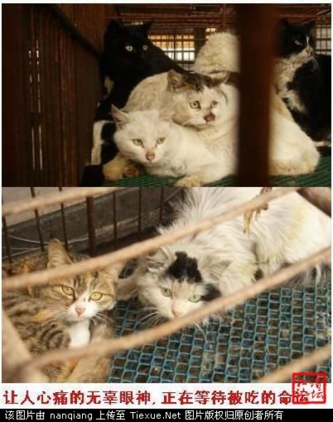 Pisici Bătute și Fierte De Vii In Restaurantele Chinezești Foto