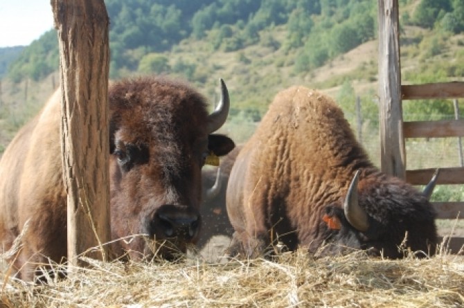 bizoni-americani