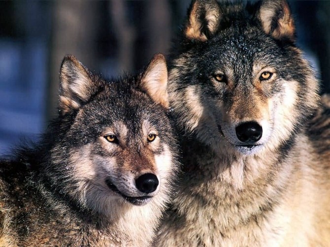 capital Easygoing Soda water Bancul Zilei: Doi lupi merg să fure oi, dar au o surpriză | DCNews