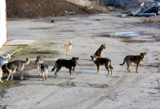 PETA/FNPA: România a cheltuit 700 de milioane de euro ca să ucidă 1,03 milioane de câini. Afacere criminală