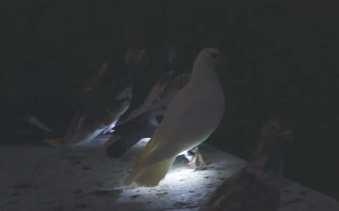Porumbei cu LED / foto: captură video independent.co.uk