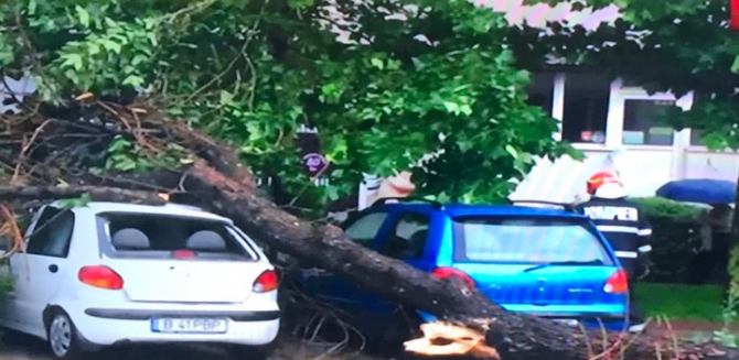 Copaci dărâmați peste mașini
