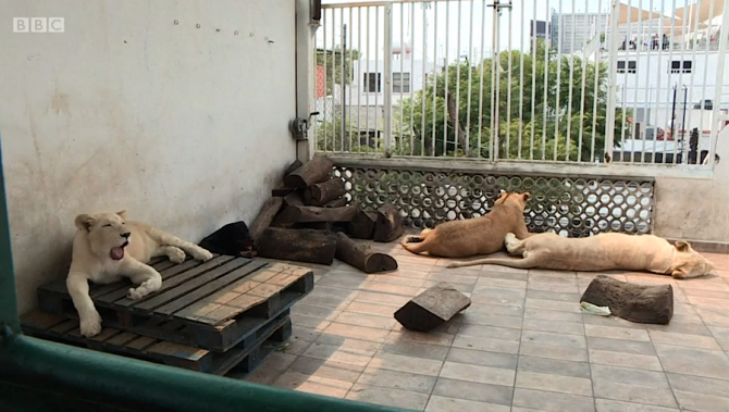 Cu leii pe terasa casei. Un mexican refuză să-i predea. foto: captura video BBC
