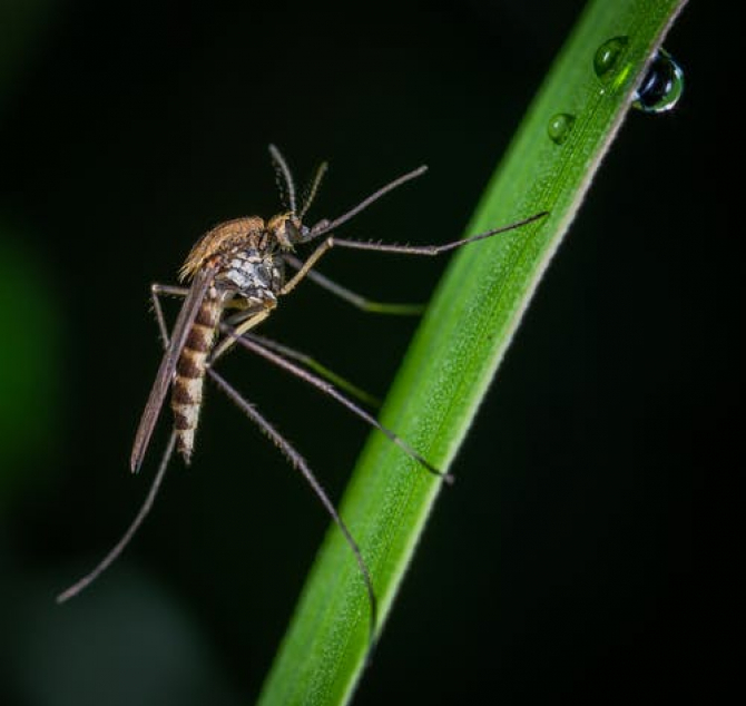 O planta modificată genetic reduce costul tratamentului pentru malarie