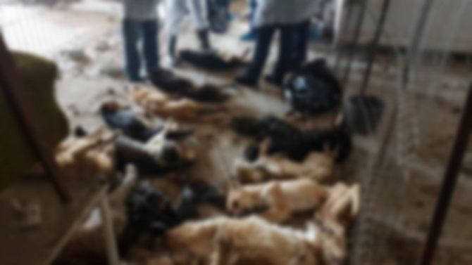 Adăpost ilegal Prajmer, câini morți. foto: Asociatia Milioane de Prieteni / @asociatia.milioanedeprieteni
