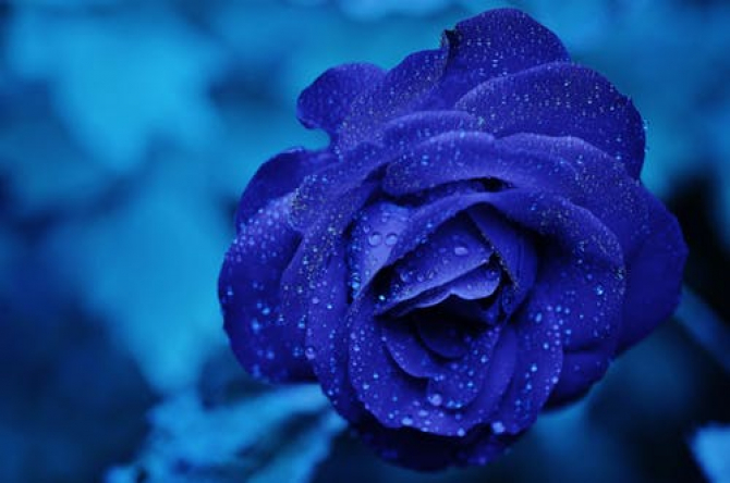 Trandafirul albastru rămâne o promisiune a biotehnologiei