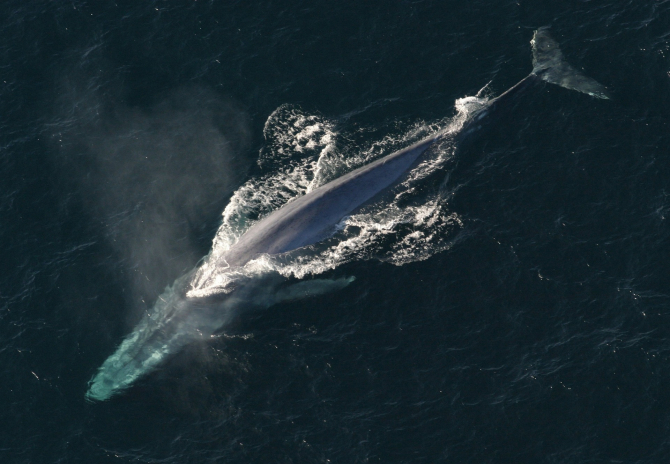 Balenă albastră. Foto cu caracter ilustrativ. Sursa: pixabay.com