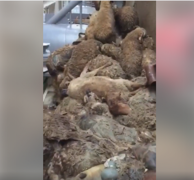 Nava cu 14.000 de oi răsturnată în Portul Midia FOTO Facebook Letea Wild Horses