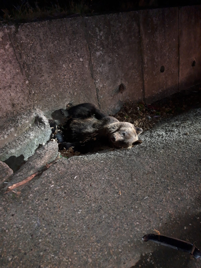 Urs accidentat mortal. Foto: IPJ Mureș. 