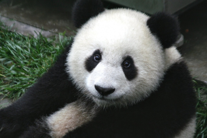 Panda - sursa: pixabay