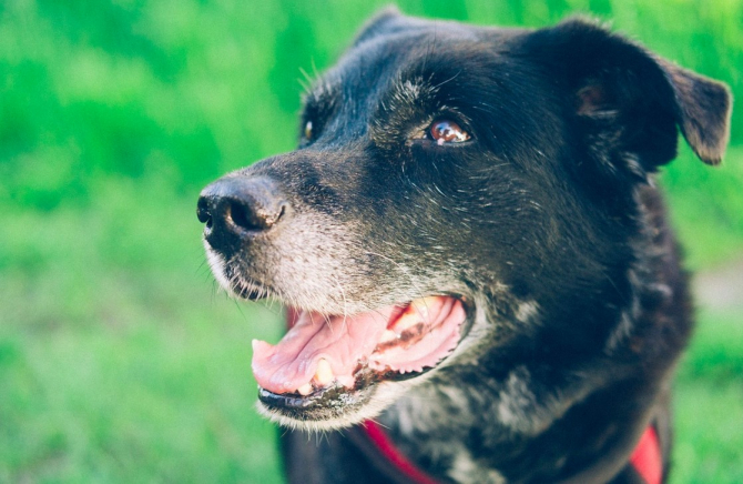 70 de câini morți după ce au mâncat produsele Midwestern Pet Foods. Foto: Original_Frank pe Pixabay