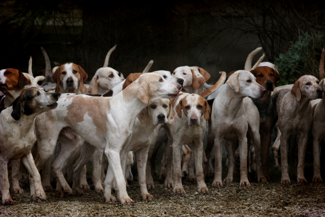 Marius Marinescu face apel pentru salvarea mai multor câini. Sursa: Pixabay