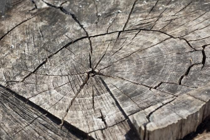 Material lemnos de peste 140.000 de lei a fost confiscat în 2020, la Botoșani / Imagine de Thomas Mühl de la Pixabay 
 