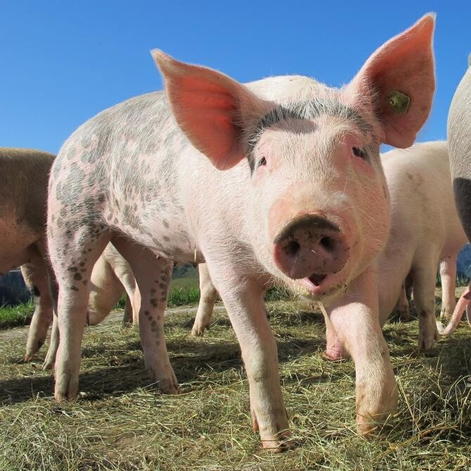Un porc a fost furat dintr-o curte dintr-o localitate din Sibiu. Foto cu caracter ilustrativ. Sursa: Pixabay.com.