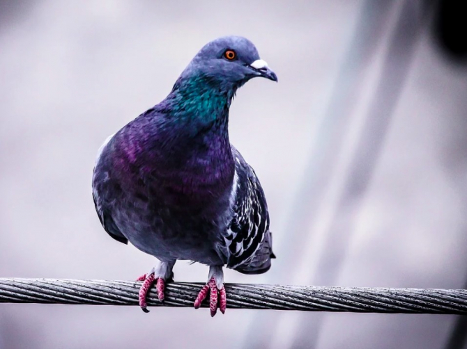 Porumbelul va urma să fie eutanasiat din cauza riscului biologic. Foto: Free-Photos pe Pixabay