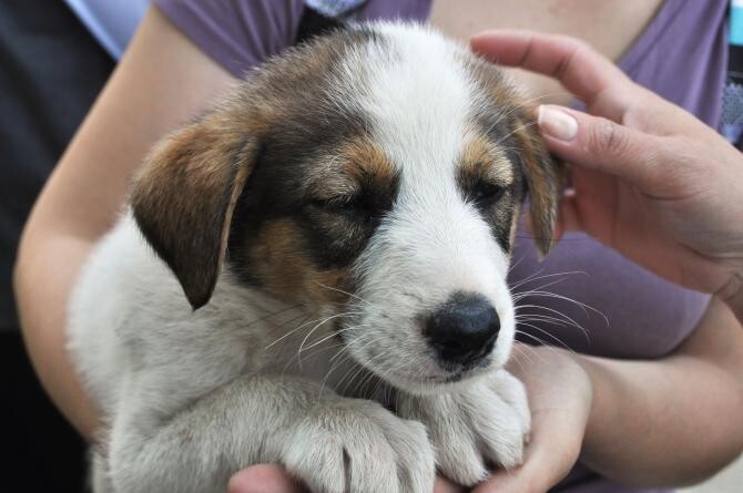 Câinii maidanezi din România, preferaţi pentru adopţie în străinătate. Sursa: Facebook
