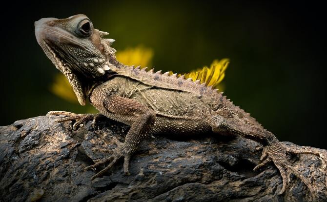 Cea mai mică reptilă din lume. O poți ține pe vârful degetului / Sursă foto: Pixbay