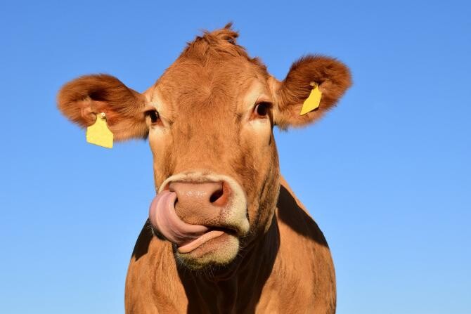 Cea mai veche rasă de vaci din Europa. Un exemplar se vinde cu prețul de 1000 de euro  /  Sursă foto: Pixbay
