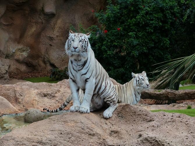 Doi pui de tigru alb ar fi murit de COVID-19 într-o grădină zoologică din Pakistan / Imagine de Hans Braxmeier de la Pixabay 