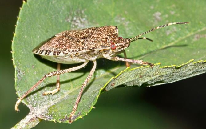 Gândacii puturoși, prezenți în tot mai multe locuințe. Cum SCAPI de ei  /  Sursă foto: Pixbay