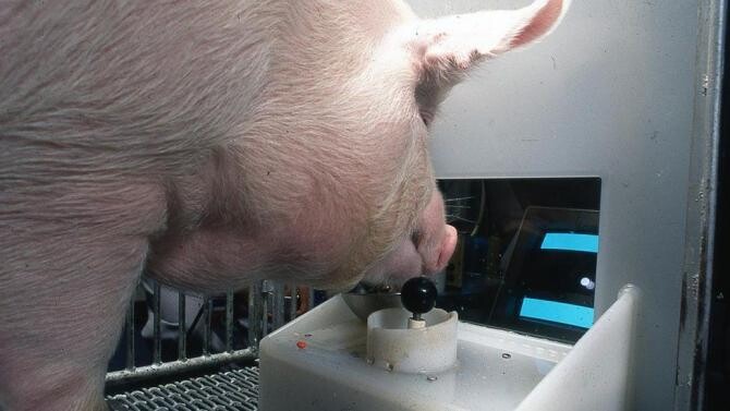 Porcii se pot juca jocuri video. Ce pot face cu râtul i-a surprins pe cercetărori. Foto: ESTON MARTZ / PENNSYLVANIA STATE UNIVERSITY / bbc.com