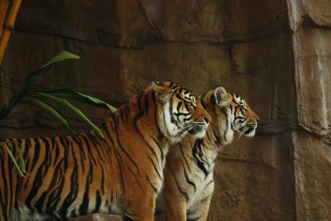 Doi tigri au scăpat de la o grădină zoologică din Indonezia. Un angajat a fost sfâșiat mortal   /  Sursă foto: Pixbay