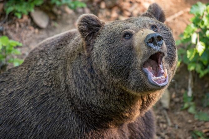 Un alt urs pe pârtia Clăbucet din Predeal. ISU a transmis o avertizare RO-ALERT  /  Sursă foto: Pixbay 