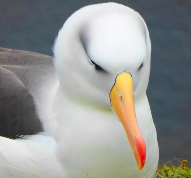 Albatrosul Wisdom are peste 30 de pui. Foto: Pixabay