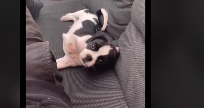 VIDEO VIRAL: Cum arată un câine care a mâncat o albină