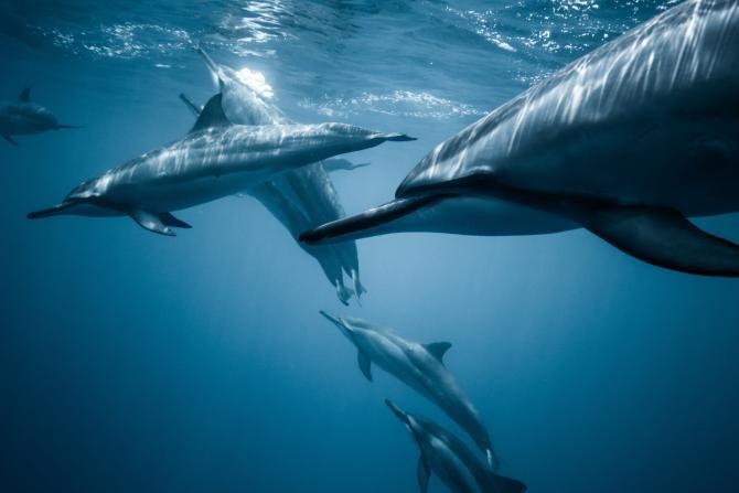 Mii de delfini din Marea Neagră au murit. Războiul rus a avut un impact enorm asupra faunei, acuză Zelenski / Sursa: Pexels