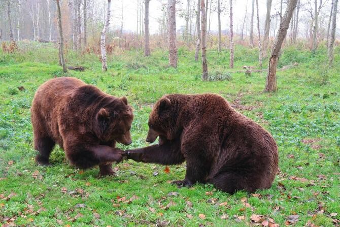 Doi urși au încercat să se „cazeze” într-o pensiune din Sinaia   /   Foto cu caracter ilustrativ: Pixabay