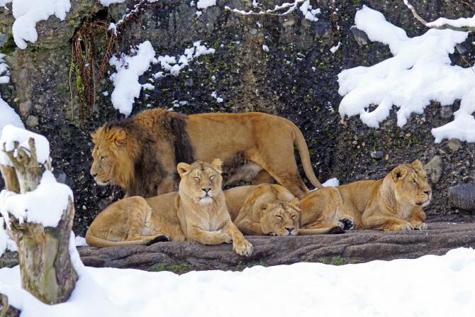 Imagini virale cu lei care se joacă în zăpadă la o grădină zoologică din SUA   /   Foto cu caracter ilustrativ: Pixabay